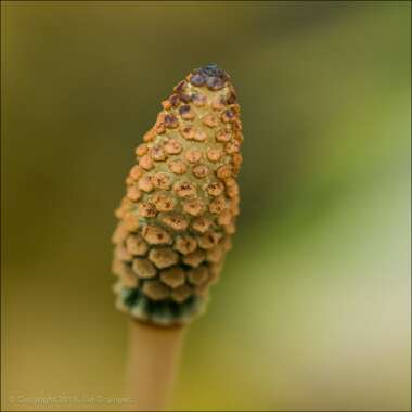 Equisetum arvense