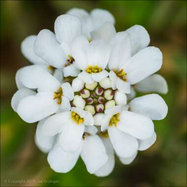 Iberis sempervirens