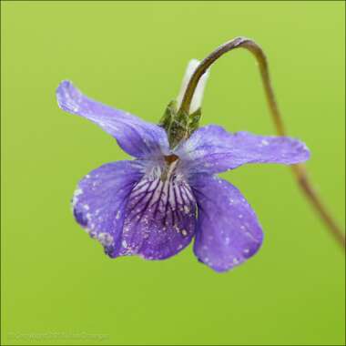 Viola riviniana 'Purpurea'