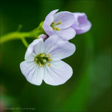 Cardamine pratensis