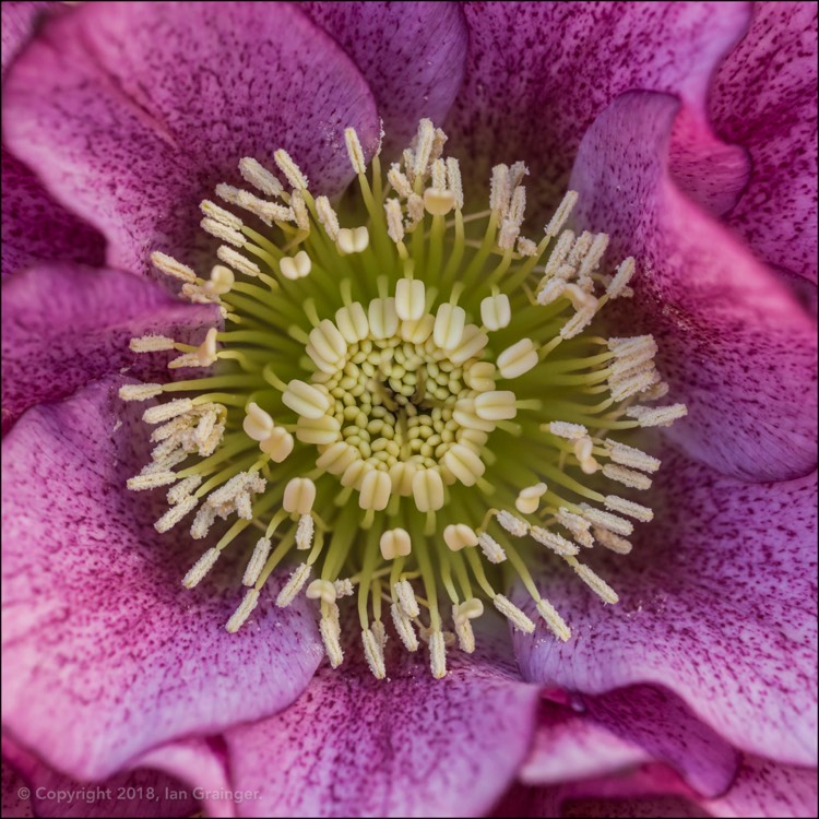 plant image 915251