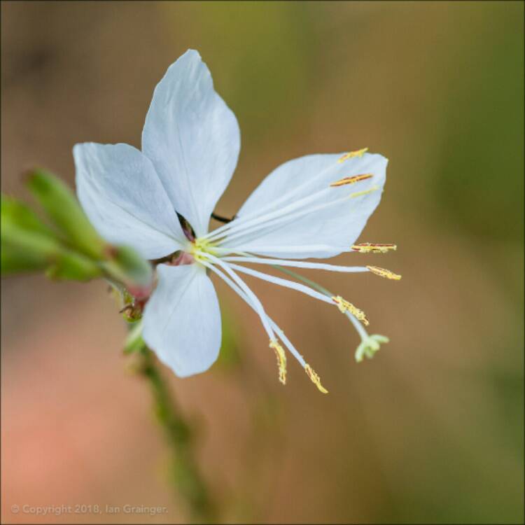 Plant image Oenothera lindheimeri 'The Bride' syn. Gaura lindheimeri 'The Bride'