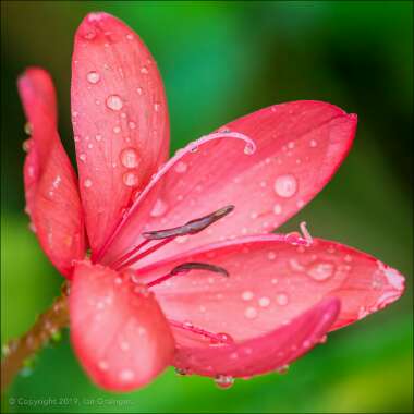 Hesperantha coccinea  syn. Schizostylis coccinea