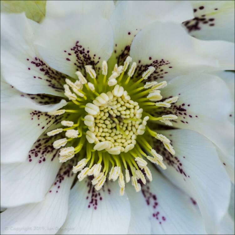 Plant image Helleborus x hybridus 'Double Ellen White Spotted' (Double Ellen Series)