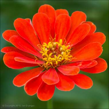 Zinnia elegans 'Orange King'