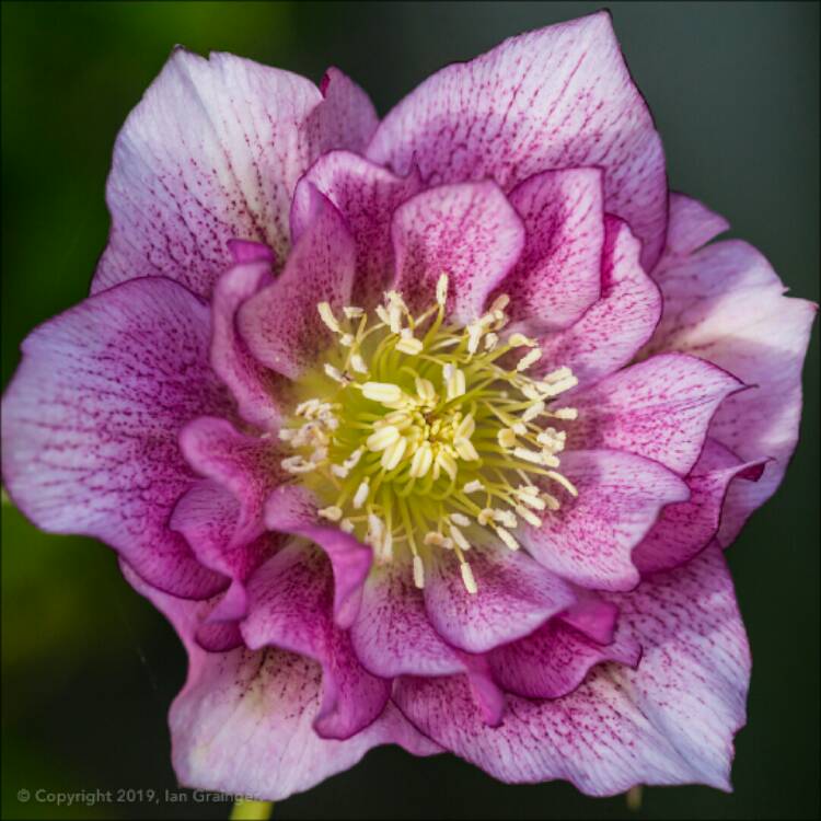 Plant image Helleborus x hybridus 'Double Ellen Pink' (Double Ellen Series)