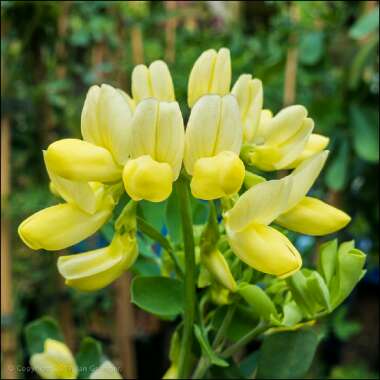 Coronilla valentina subsp. glauca 'Citrina' syn. Coronilla glauca 'Citrina', Coronilla valentina 'Citrina'