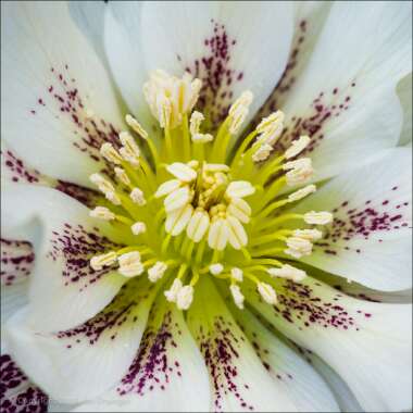 Helleborus x hybridus 'Double Ellen White Spotted' (Double Ellen Series)