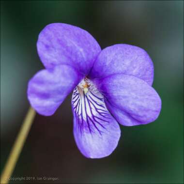 Viola riviniana 'Purpurea'