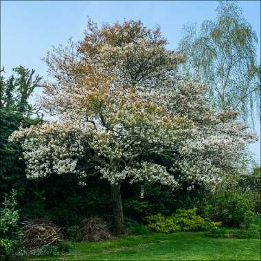 Amelanchier