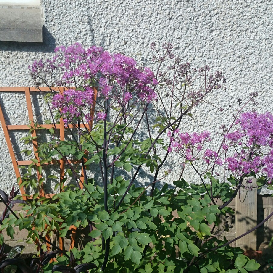 Meadow-Rue 'Black Stockings'