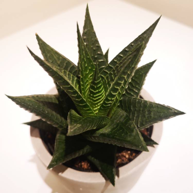 Plant image Haworthiopsis limifolia 'Green Knight' syn. Haworthia limifolia 'Green Knight'