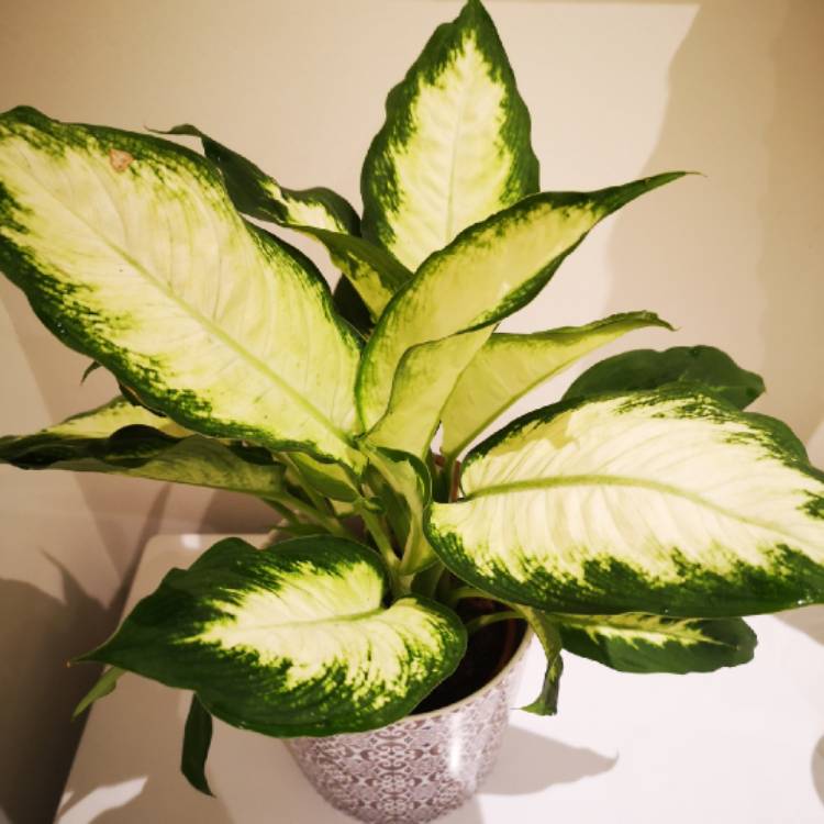 Plant image Dieffenbachia 'Camille'