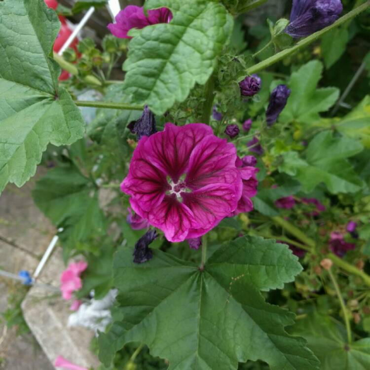 Plant image Malva Sylvestris 'Magic Hollyhock'