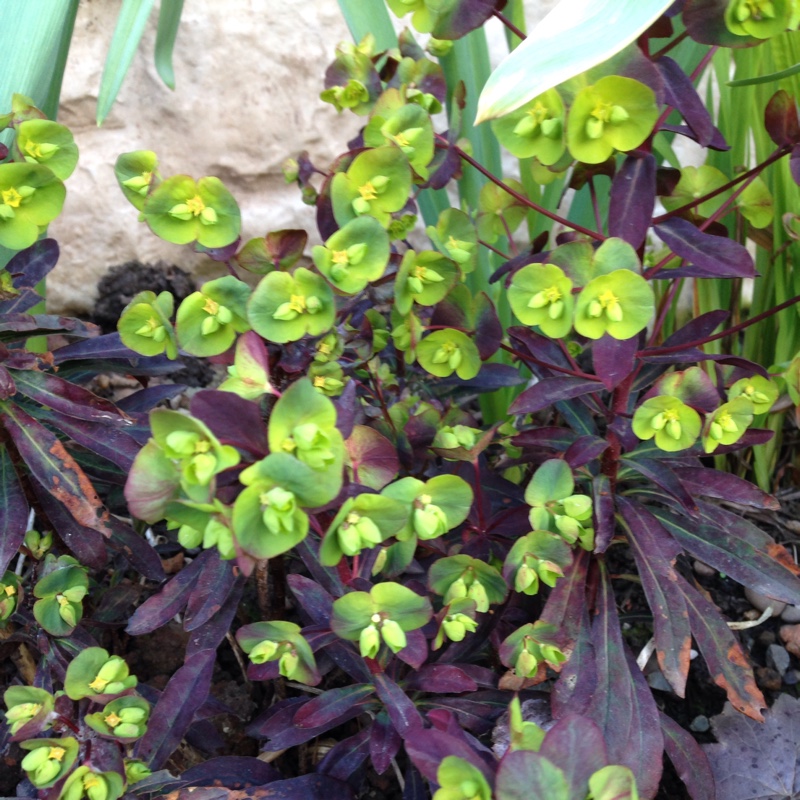 Wood Spurge 'Purpurea'