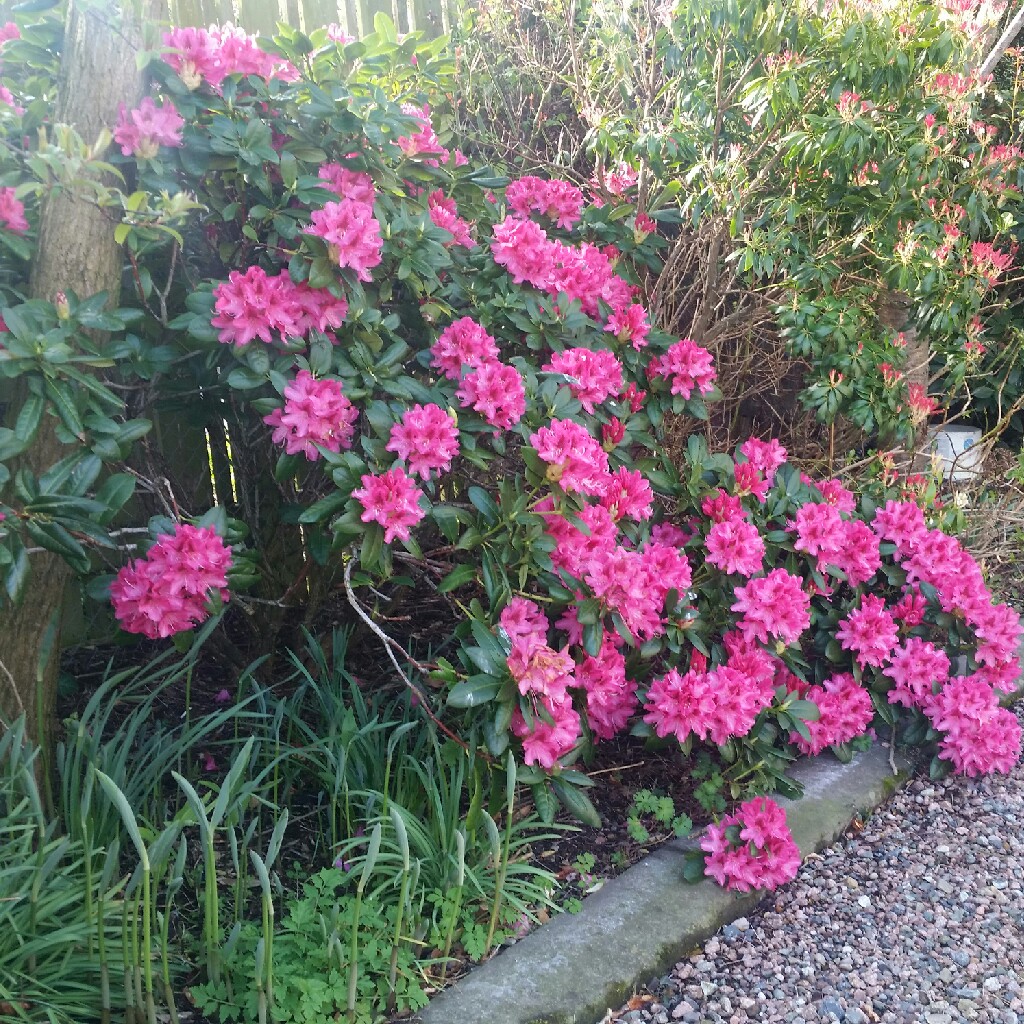 Rhododendron