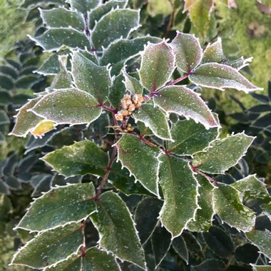 Beale's Mahonia