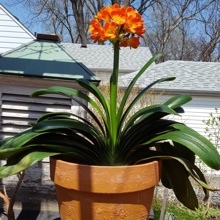 Plant image Clivia miniata 'Light of Buddha'