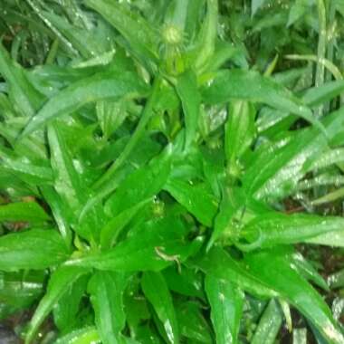 Coneflower 'White Swan'