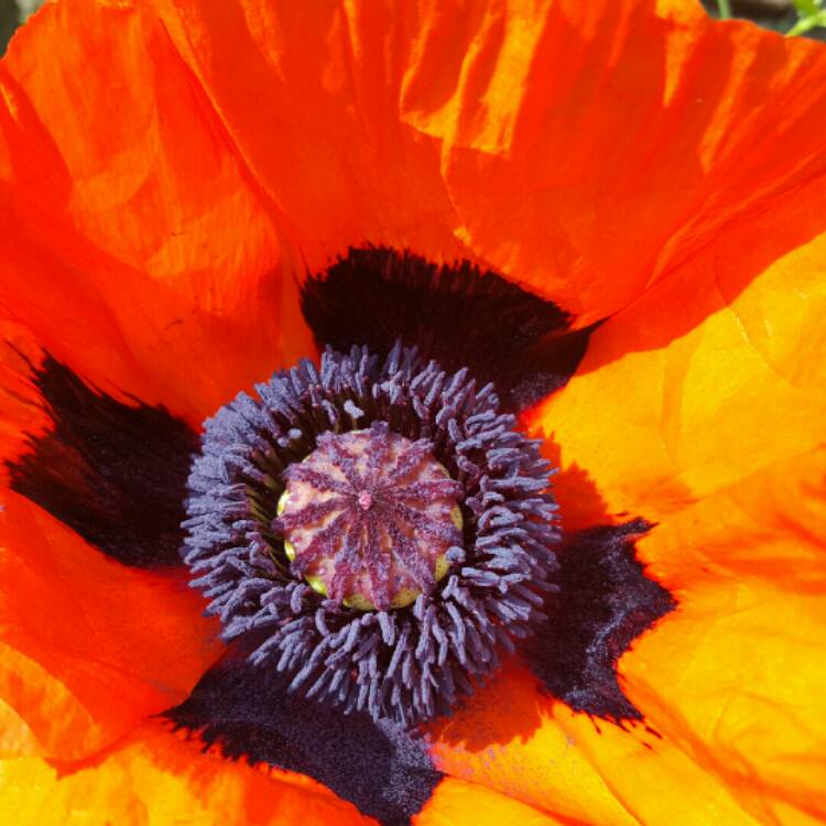 Plant image Papaver somniferum 'Single Scarlet'