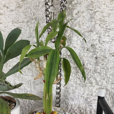 Lucky Bamboo