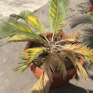 Sago Palm