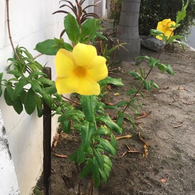 Golden Trumpet Vine