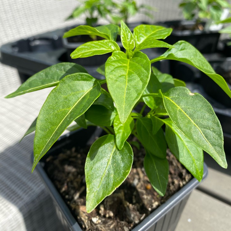 Plant image Capsicum Annuum 'Birds Eye'