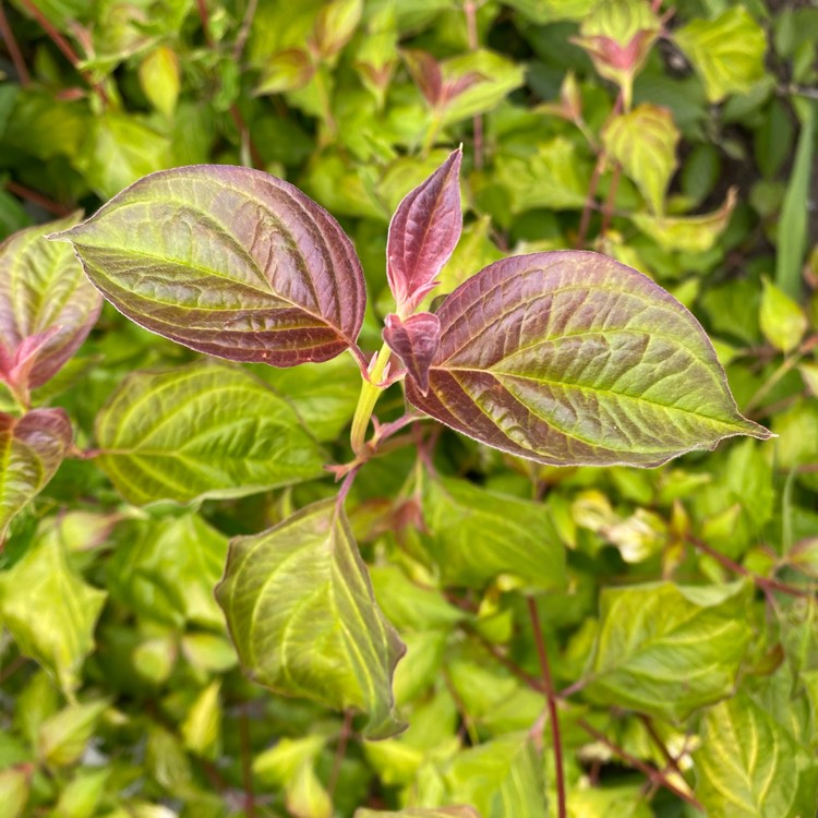 Plant image Cornus Alba