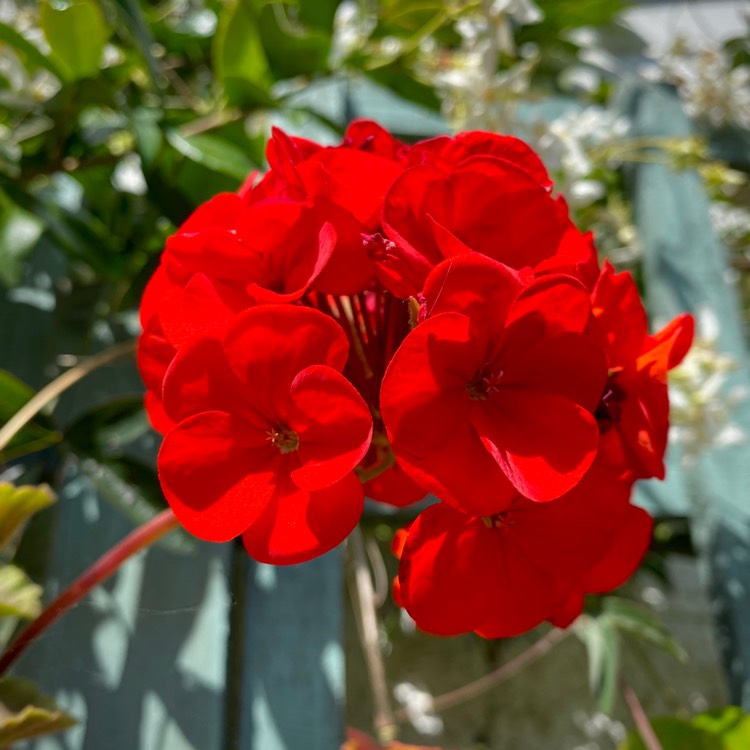 Plant image Pelargonium 'Klep03105' (Sunrise Series) syn. Pelargonium 'Sunrise Fernando'