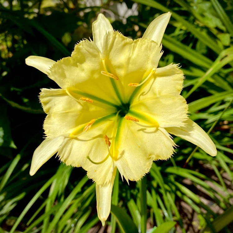 Plant image Hymenocallis 'Sulphur Queen' syn. Ismene 'Sulphur Queen'