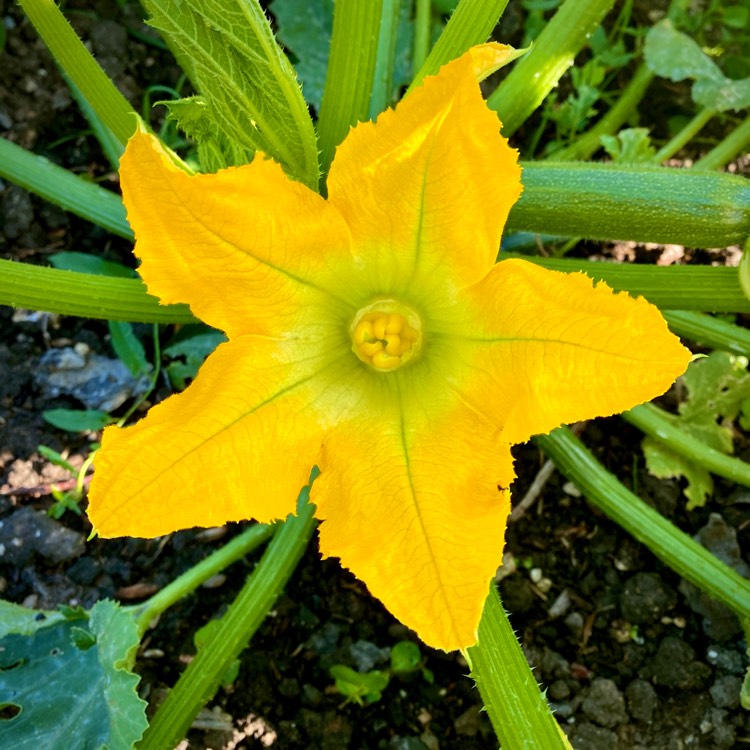 Plant image Cucurbita pepo 'Zucchini'