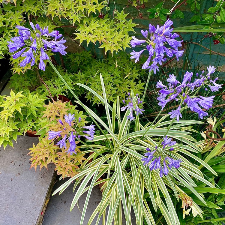 Plant image Agapanthus 'Notfred' syn. Agapanthus 'Silver Moon'