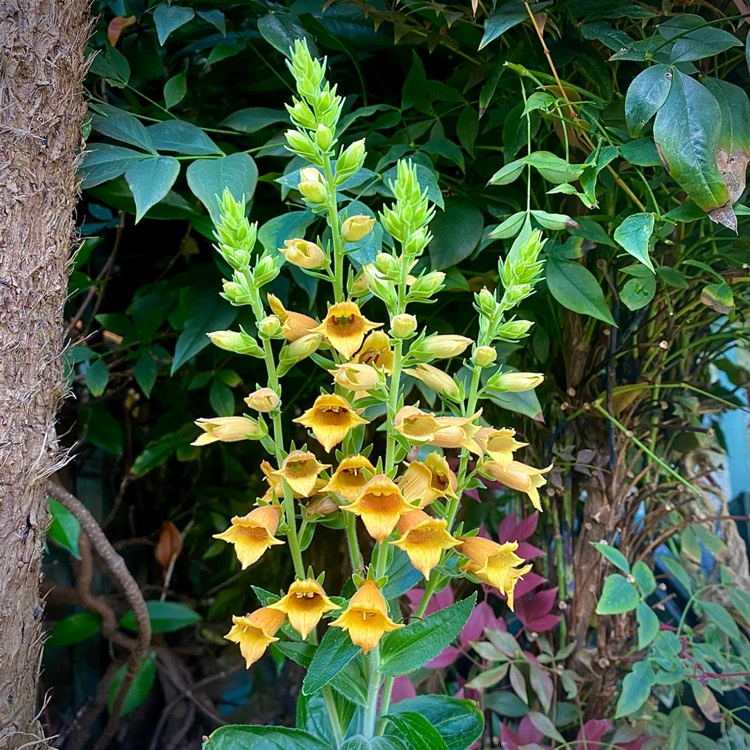 Plant image Digitalis canariensis syn. Isoplexis canariensis