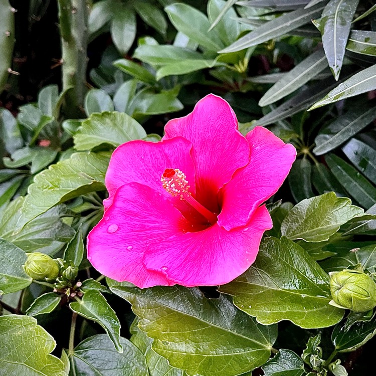 Plant image Hibiscus rosa-sinensis 'Lipstick'