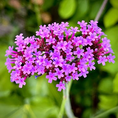 Verbena 'Lollipop'