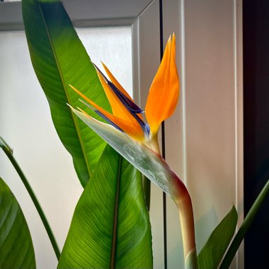 Bird Of Paradise