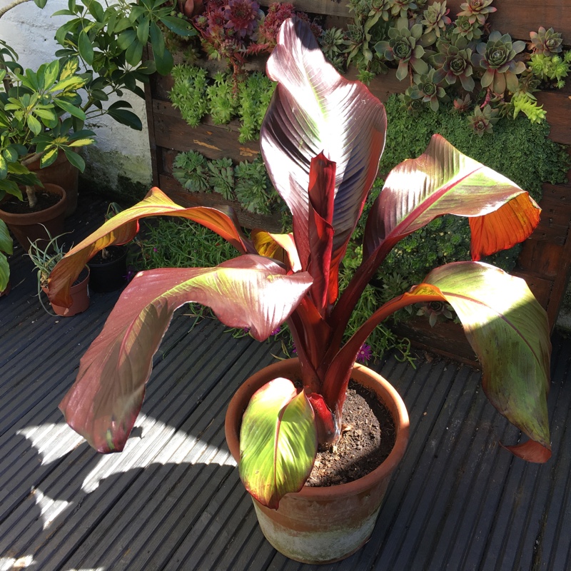 Ensete ventricosum 'Maurelii' syn. Ensete ventricosum 'Rubrum', Ensete 'Maurelii', Musa 'Santa Morelli'