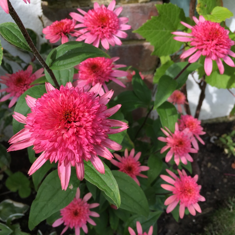 Plant image Echinacea 'Raspberry Truffle'