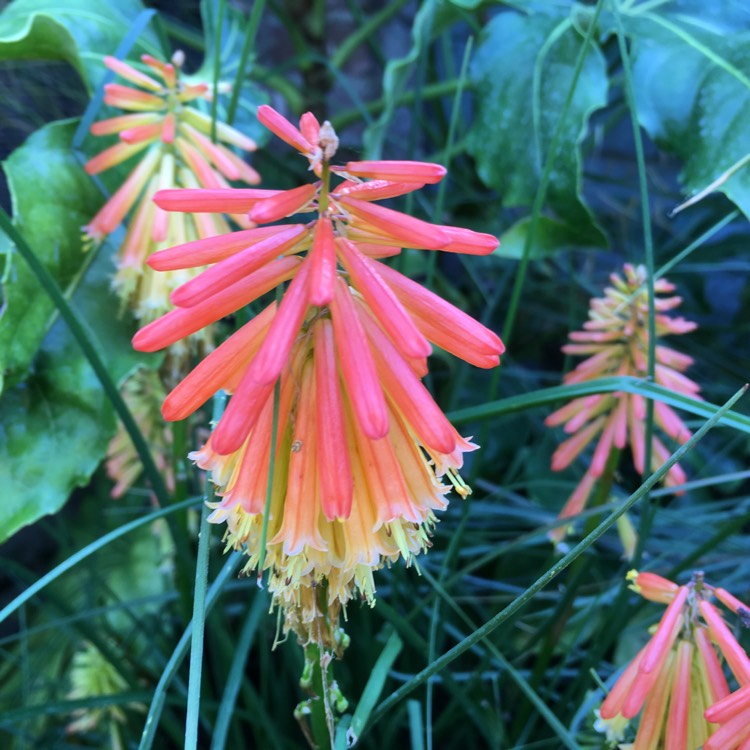 Plant image Kniphofia 'Papaya Popsicle' (Popsicle Series)