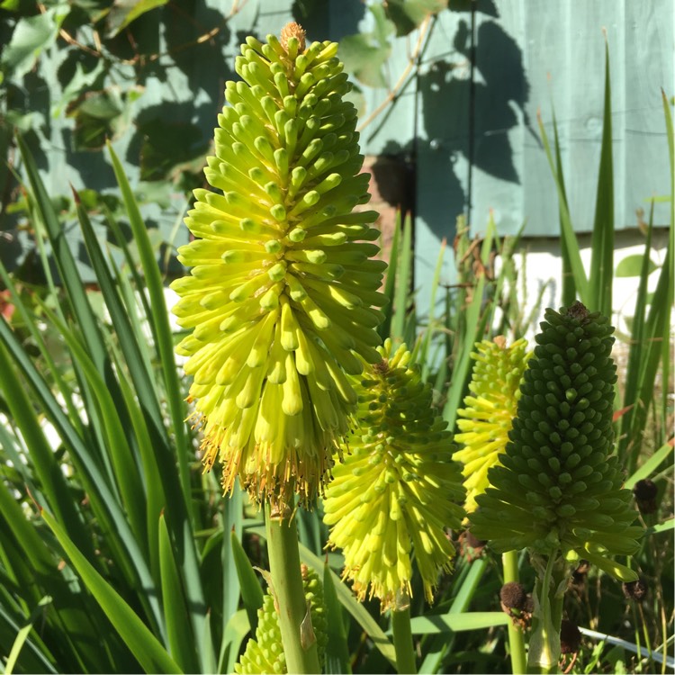 Plant image Kniphofia 'Limelight'