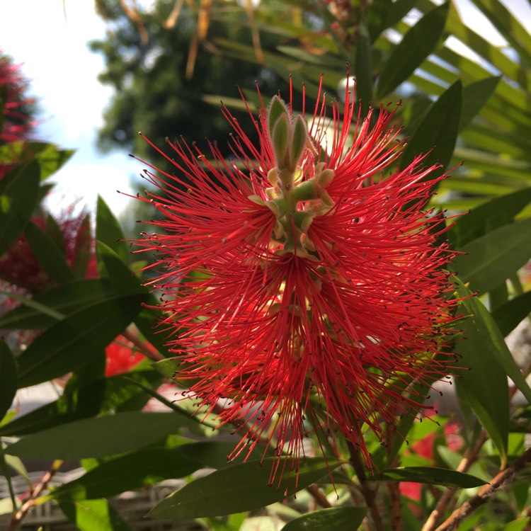 Plant image Callistemon Citrinus 'Endeavour'