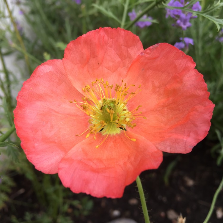 Plant image Papaver nudicaule 'Champagne Bubbles Pink' (Champagne Bubbles Group)