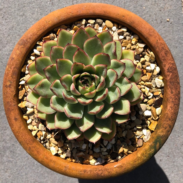 Plant image Echeveria Sagitta