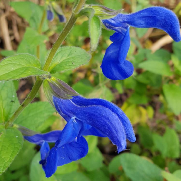 Plant image Salvia patens 'Blue Angel'