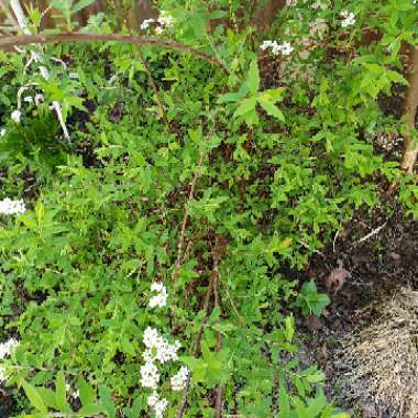 Spiraea prunifolia 'Plena'