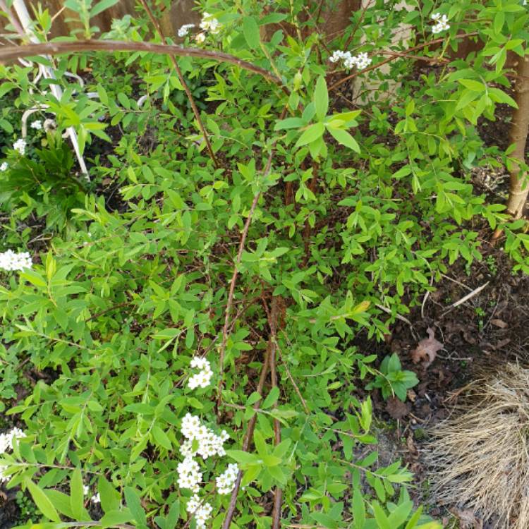 Plant image Spiraea prunifolia 'Plena'