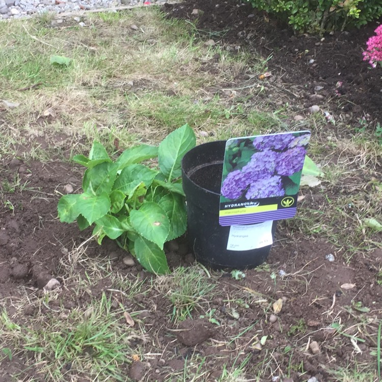 Plant image Hydrangea macrophylla 'Blue Sky ; syn. Hydrangea macrophylla '(Blaumeise' ; Hydrangea macrophylla 'Teller Blue' ; Hydrangea macrophylla 'Blue Sky' ; Hydrangea macrophylla 'Blue Tit' ; Hydrangea macrophylla 'Teller Blau'