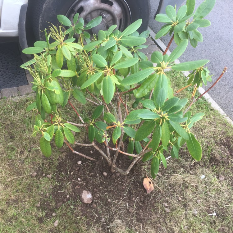 Plant image Rhododendron 'Purple Gem'