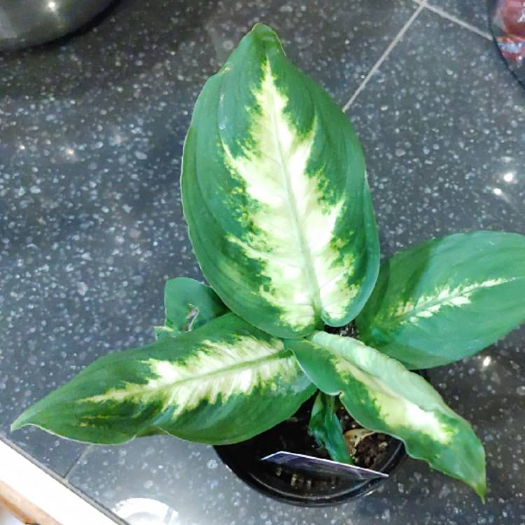 Plant image Dieffenbachia 'Camille'